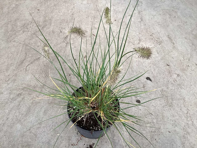 50 pennesetum little bunny - afbeelding 2 van  2