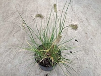 50 pennesetum little bunny - afbeelding 2 van  2