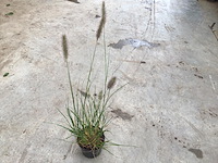 50 pennesetum little bunny - afbeelding 2 van  2