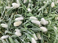 50 pennesetum