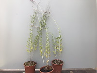 50 perofskia - afbeelding 1 van  2