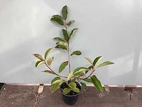 50 photinia - afbeelding 1 van  2