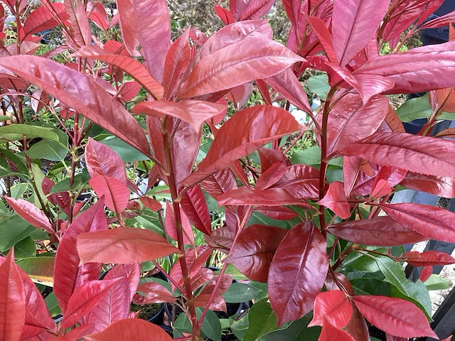 50 photinia - afbeelding 2 van  2