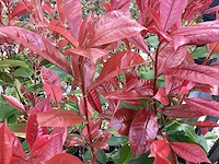 50 photinia - afbeelding 2 van  2