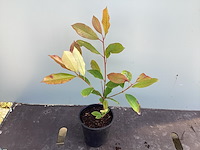 50 photinia - afbeelding 1 van  1