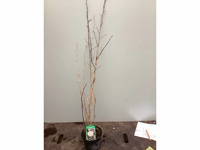 50 physocarpus opulifolius, 50 viburnum tinus - afbeelding 2 van  4