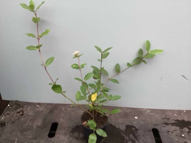 50 physocarpus opulifolius, 50 viburnum tinus - afbeelding 3 van  4