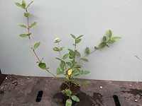 50 physocarpus opulifolius, 50 viburnum tinus - afbeelding 3 van  4