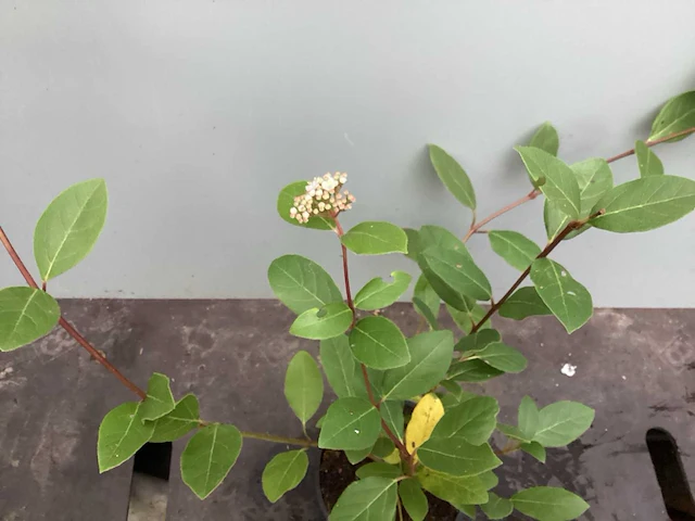 50 physocarpus opulifolius, 50 viburnum tinus - afbeelding 4 van  4