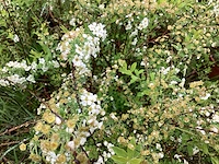 50 spirea wit