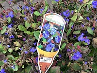 50 sterastostigma, 50 lysimachia , 50 asters, 50 salvia, 50 waldsteinia, 50 pachysandra - afbeelding 1 van  7