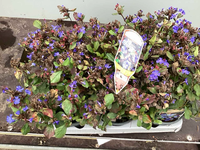 50 sterastostigma, 50 lysimachia , 50 asters, 50 salvia, 50 waldsteinia, 50 pachysandra - afbeelding 2 van  7
