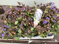 50 sterastostigma, 50 lysimachia , 50 asters, 50 salvia, 50 waldsteinia, 50 pachysandra - afbeelding 2 van  7