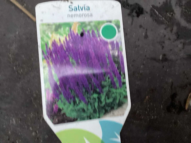 50 sterastostigma, 50 lysimachia , 50 asters, 50 salvia, 50 waldsteinia, 50 pachysandra - afbeelding 3 van  7