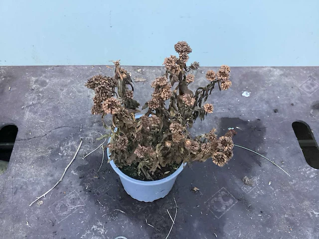 50 sterastostigma, 50 lysimachia , 50 asters, 50 salvia, 50 waldsteinia, 50 pachysandra - afbeelding 4 van  7