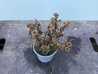 50 sterastostigma, 50 lysimachia , 50 asters, 50 salvia, 50 waldsteinia, 50 pachysandra - afbeelding 4 van  7