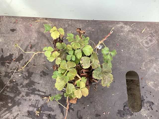 50 sterastostigma, 50 lysimachia , 50 asters, 50 salvia, 50 waldsteinia, 50 pachysandra - afbeelding 5 van  7