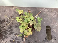 50 sterastostigma, 50 lysimachia , 50 asters, 50 salvia, 50 waldsteinia, 50 pachysandra - afbeelding 5 van  7