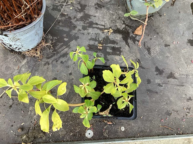 50 sterastostigma, 50 lysimachia , 50 asters, 50 salvia, 50 waldsteinia, 50 pachysandra - afbeelding 6 van  7