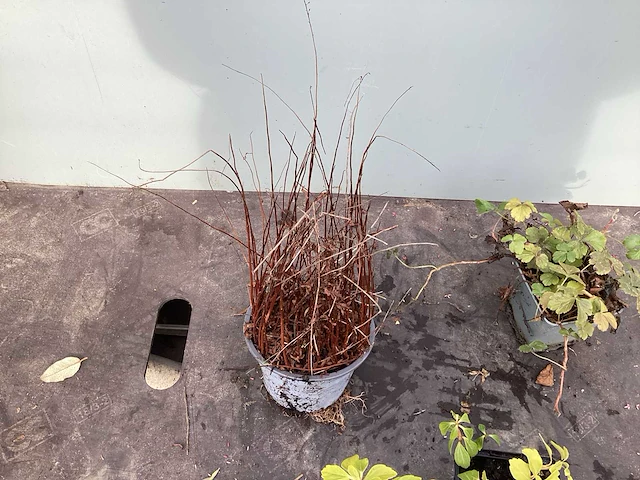 50 sterastostigma, 50 lysimachia , 50 asters, 50 salvia, 50 waldsteinia, 50 pachysandra - afbeelding 7 van  7