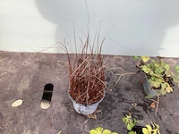 50 sterastostigma, 50 lysimachia , 50 asters, 50 salvia, 50 waldsteinia, 50 pachysandra - afbeelding 7 van  7