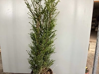 50 taxus 100-120 - afbeelding 1 van  2