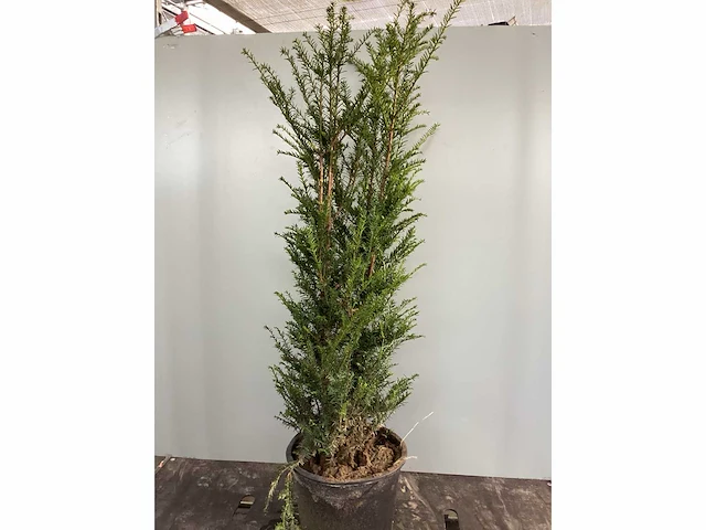 50 taxus 100-120 - afbeelding 2 van  2