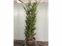 50 taxus 100-120 - afbeelding 2 van  2