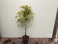 50 taxus 60-80, 75 haagbeuk 60-80, 75 meidoorn 60-80