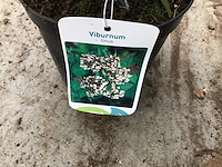 50 viburnum tinus - afbeelding 1 van  2