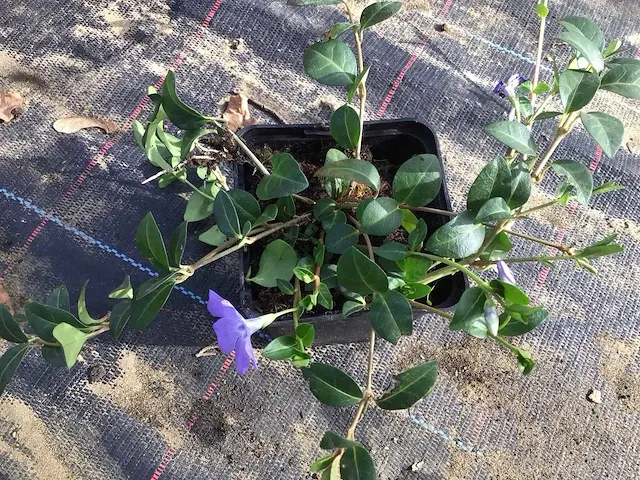 50 vinca - afbeelding 1 van  2