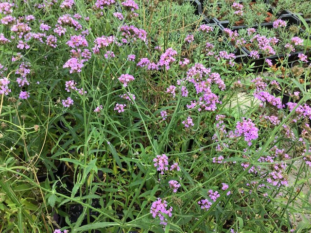 50 winterharde verbena - afbeelding 1 van  2