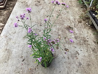50 winterharde verbena - afbeelding 2 van  2