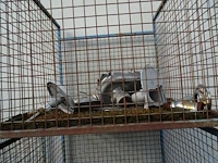 5x stapelbare metalen draadmand + inhoud - afbeelding 5 van  8