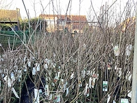6 appelstammen in soorten, 6 perenstammen, 6 kersenstammen, 6 pruimenstammen - afbeelding 12 van  13