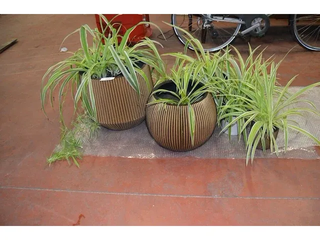 6 bloempotten diverse afmetingen met planten - afbeelding 1 van  6