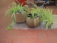 6 bloempotten diverse afmetingen met planten - afbeelding 1 van  6