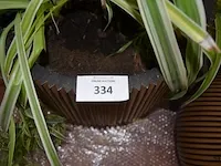 6 bloempotten diverse afmetingen met planten - afbeelding 2 van  6