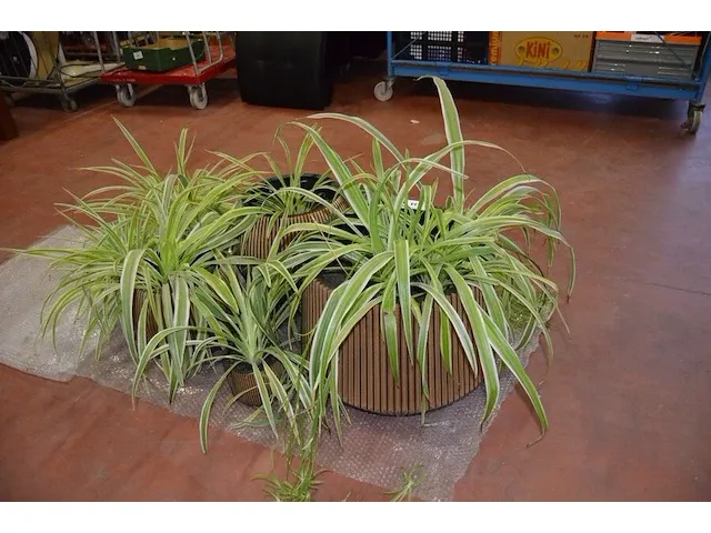 6 bloempotten diverse afmetingen met planten - afbeelding 3 van  6