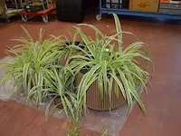 6 bloempotten diverse afmetingen met planten - afbeelding 3 van  6