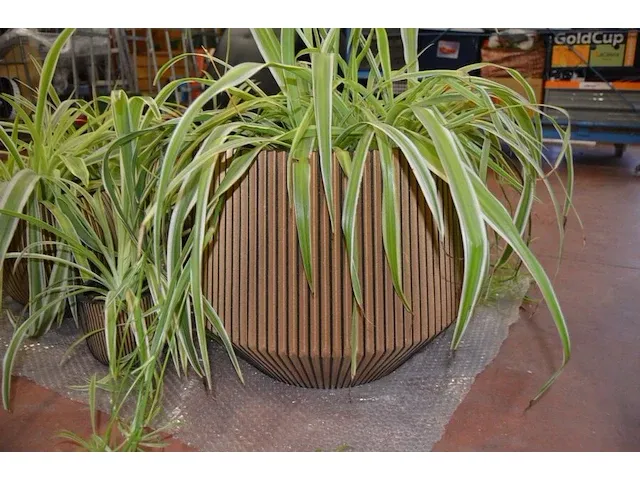 6 bloempotten diverse afmetingen met planten - afbeelding 4 van  6
