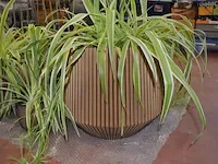 6 bloempotten diverse afmetingen met planten - afbeelding 4 van  6