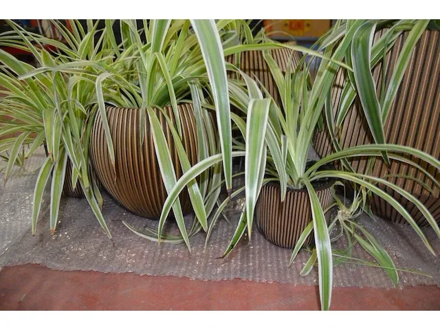 6 bloempotten diverse afmetingen met planten - afbeelding 5 van  6