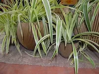 6 bloempotten diverse afmetingen met planten - afbeelding 5 van  6