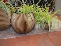 6 bloempotten diverse afmetingen met planten - afbeelding 6 van  6