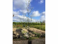 6 bomen mix: 1 els, 1 prunus kanzan, 1 pyrus chanticleer, 1 leilinde, 1 knotwilg, 1 carpinusboom - afbeelding 1 van  2