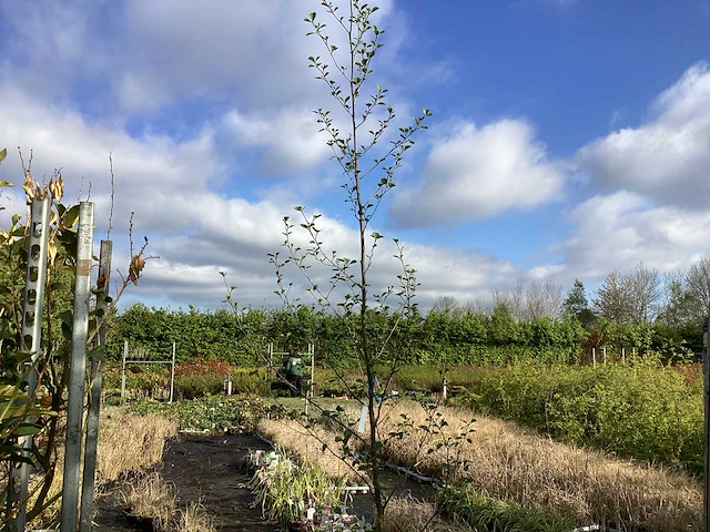 6 bomen mix: 1 els, 1 prunus kanzan, 1 pyrus chanticleer, 1 leilinde, 1 knotwilg, 1 carpinusboom - afbeelding 2 van  2