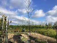 6 bomen mix: 1 els, 1 prunus kanzan, 1 pyrus chanticleer, 1 leilinde, 1 knotwilg, 1 carpinusboom - afbeelding 2 van  2