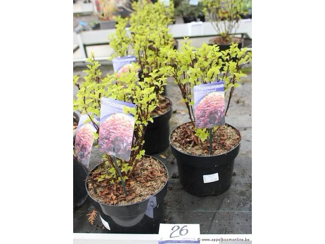 6 buitenplanten physocarpus opulif - afbeelding 1 van  2