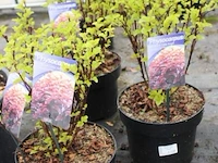 6 buitenplanten physocarpus opulif - afbeelding 1 van  2